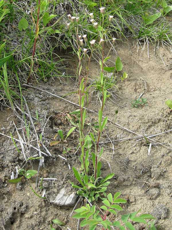 Изображение особи Erigeron kamtschaticus.