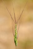 Aegilops triuncialis