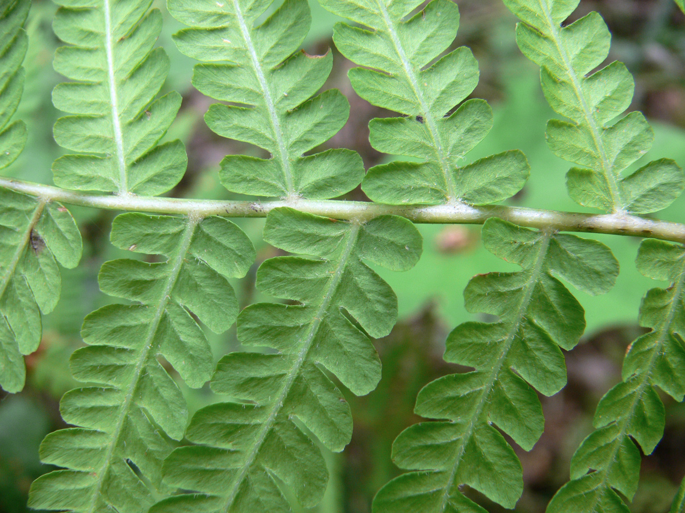 Изображение особи Matteuccia struthiopteris.