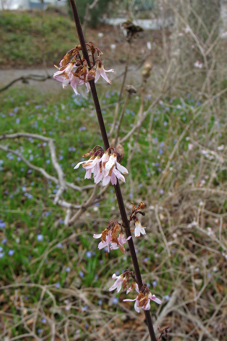 Image of Abeliophyllum distichum specimen.