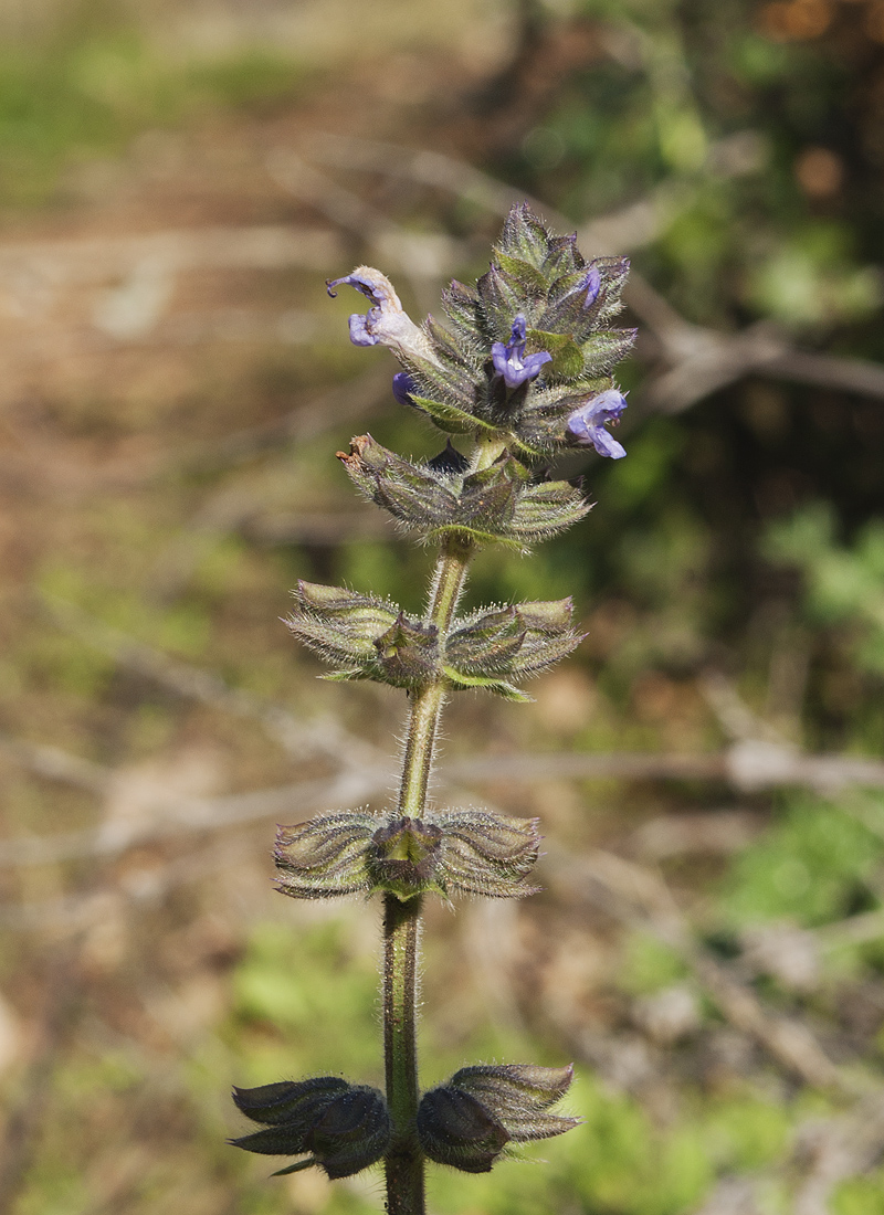 Изображение особи Salvia verbenaca.