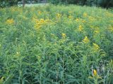 Solidago gigantea