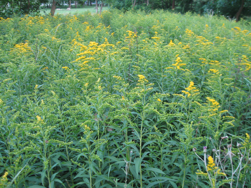 Изображение особи Solidago gigantea.