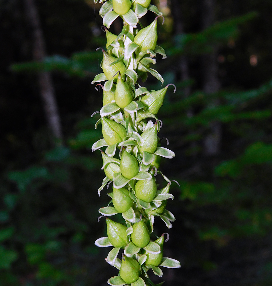 Image of Digitalis schischkinii specimen.