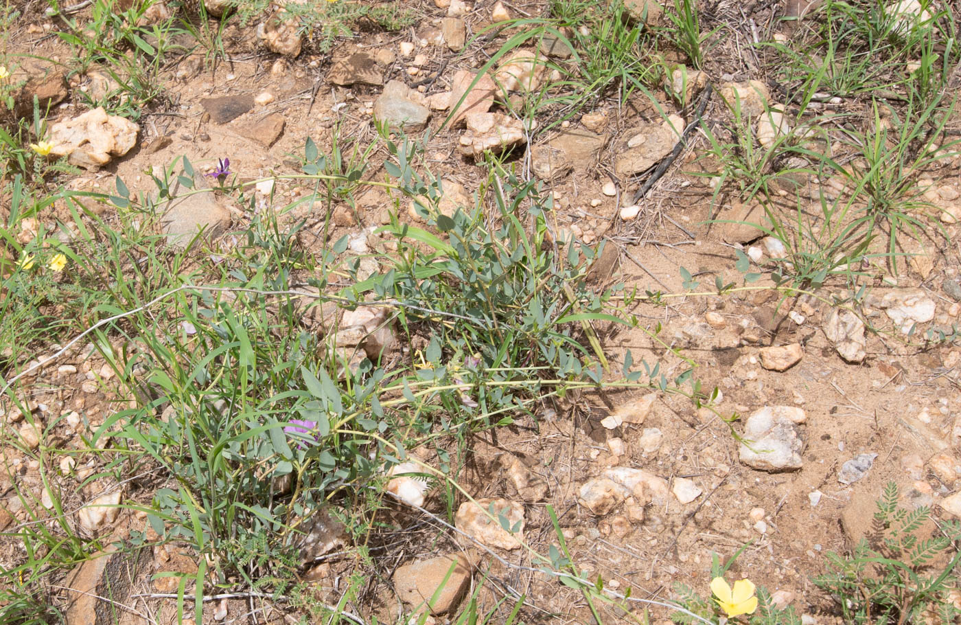 Image of Otoptera burchellii specimen.