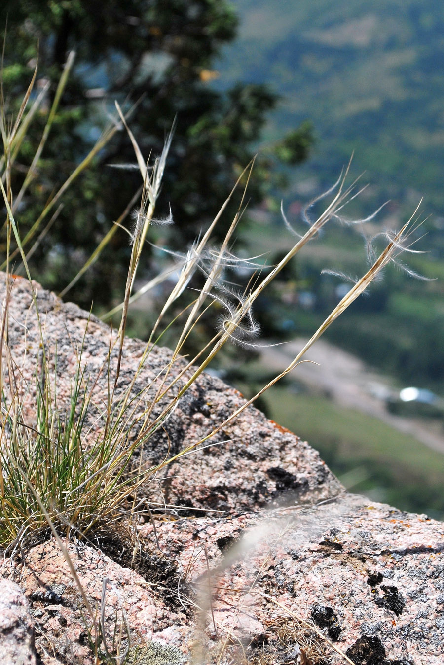 Изображение особи Stipa caucasica.