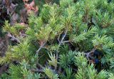 Смотреть изображение Juniperus hemisphaerica