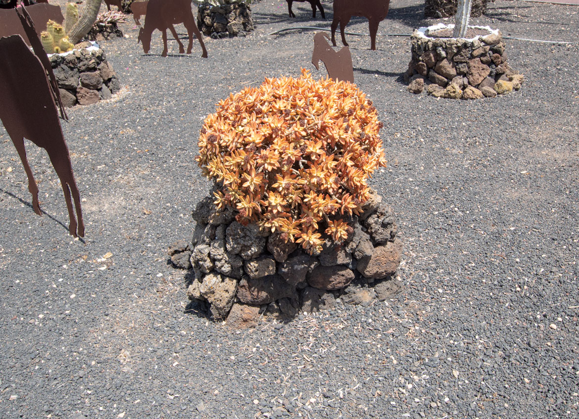 Image of Sedum adolphii specimen.