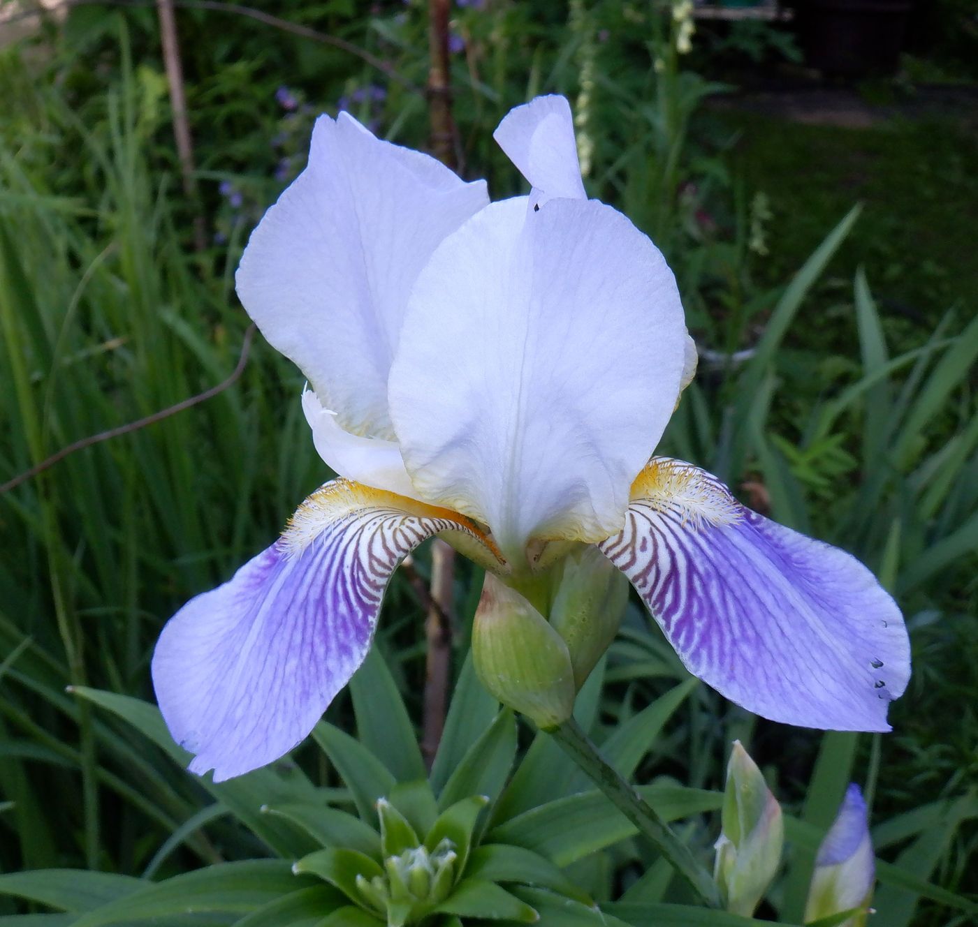 Image of Iris &times; hybrida specimen.