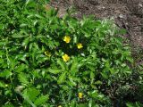 Potentilla pacifica