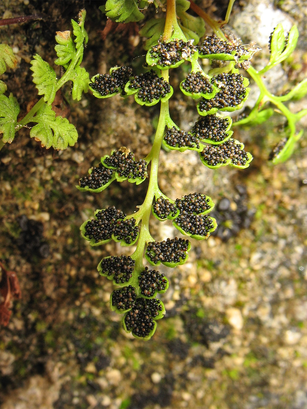 Изображение особи Anogramma leptophylla.