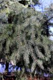 Picea glehnii