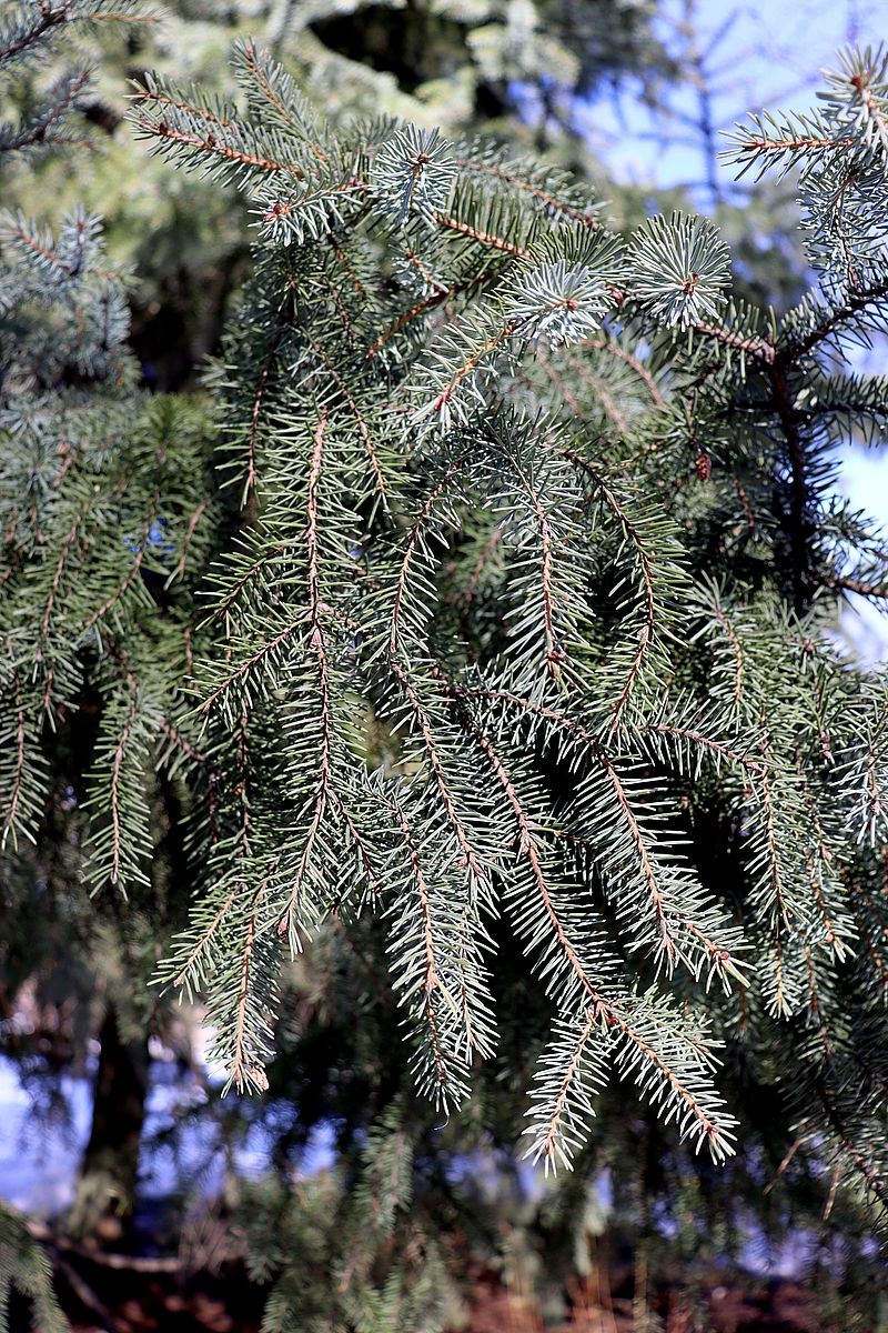 Image of Picea glehnii specimen.