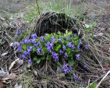 Viola hirta