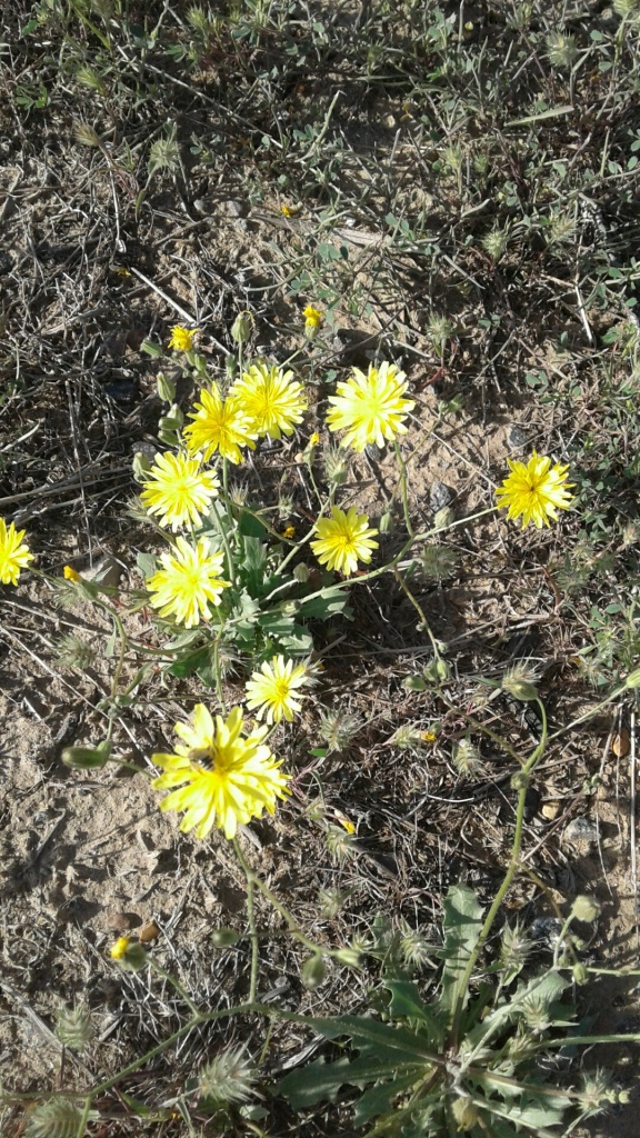 Image of Lagoseris sancta specimen.