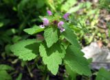 Смотреть изображение Lamium purpureum