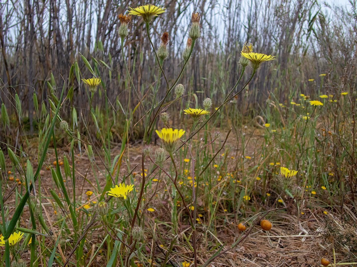 Изображение особи Crepis rhoeadifolia.