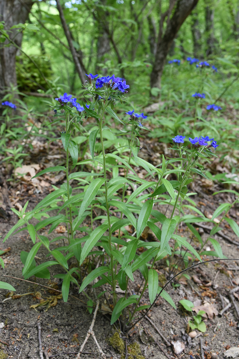 Image of Aegonychon purpureocaeruleum specimen.