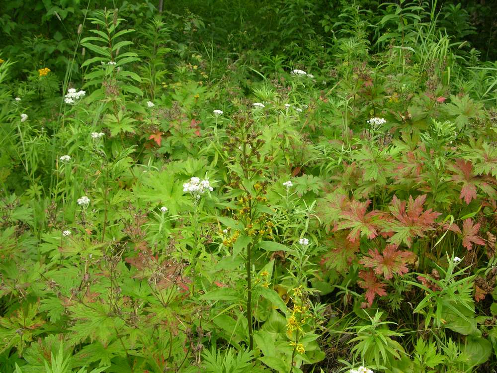 Image of Solidago cuprea specimen.