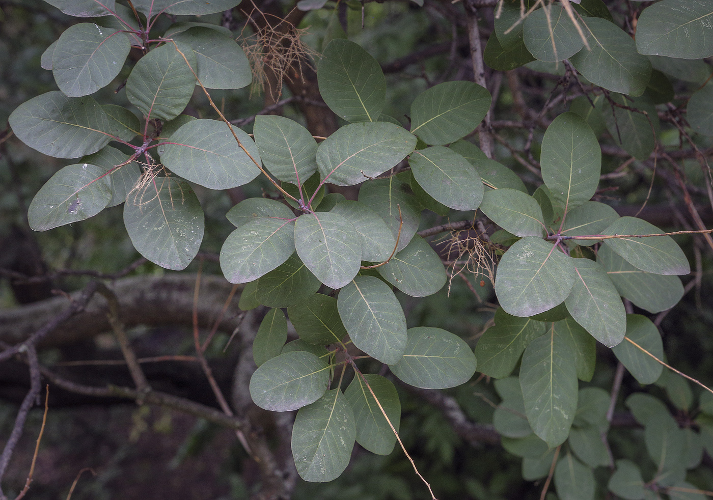 Изображение особи Cotinus coggygria.