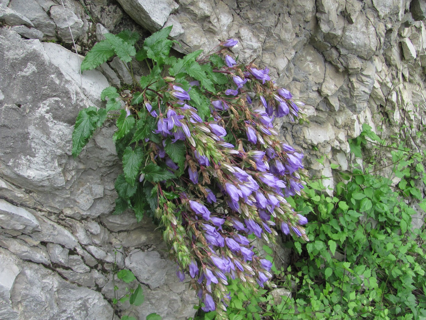 Изображение особи Campanula ossetica.