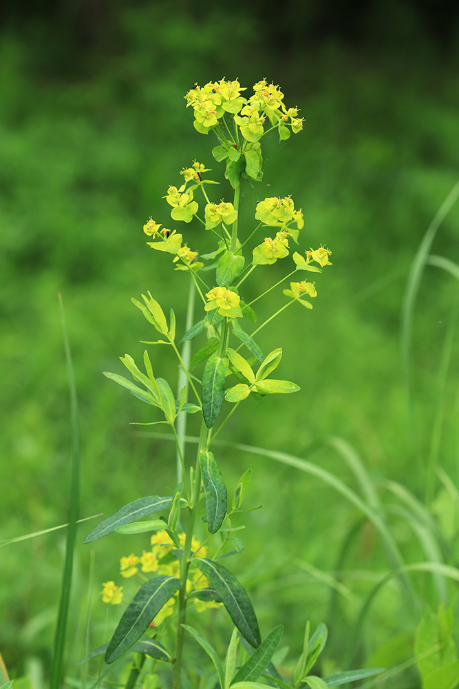 Image of Euphorbia mandshurica specimen.