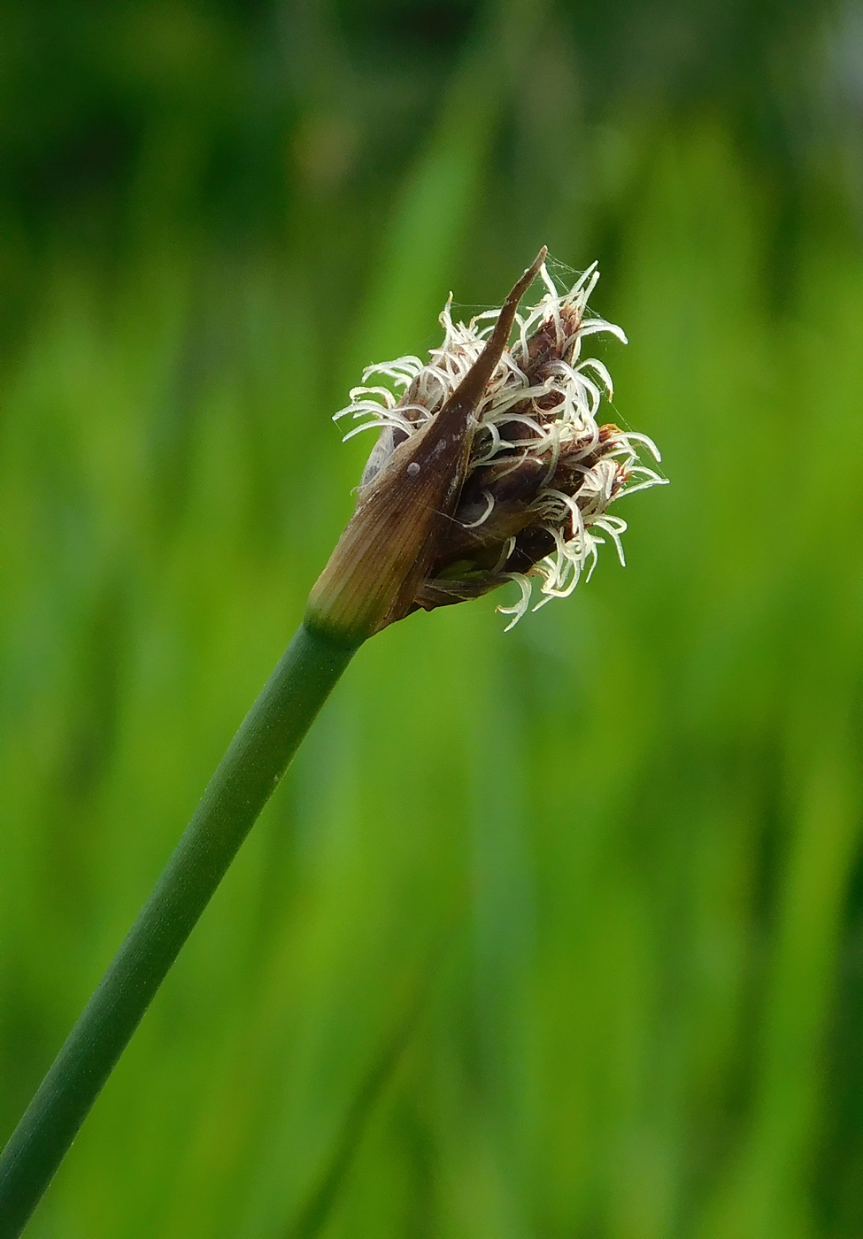 Изображение особи Schoenoplectus lacustris.