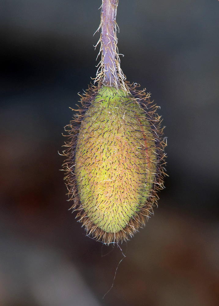 Image of genus Papaver specimen.