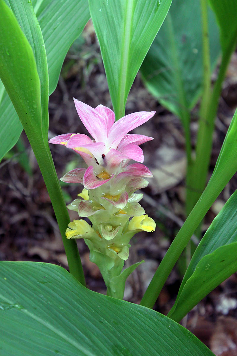 Изображение особи Curcuma longa.