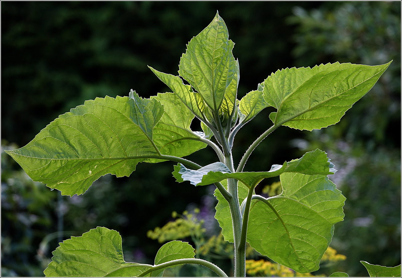 Image of Helianthus annuus specimen.