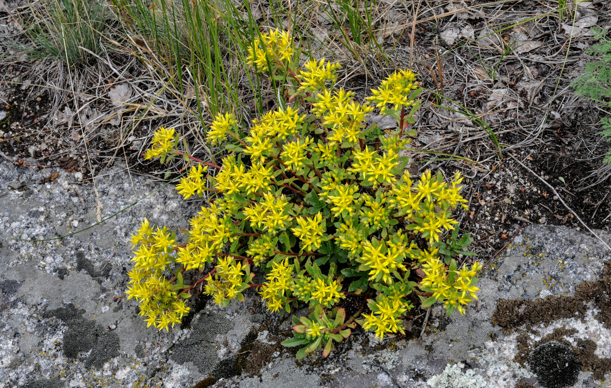 Image of Aizopsis hybrida specimen.