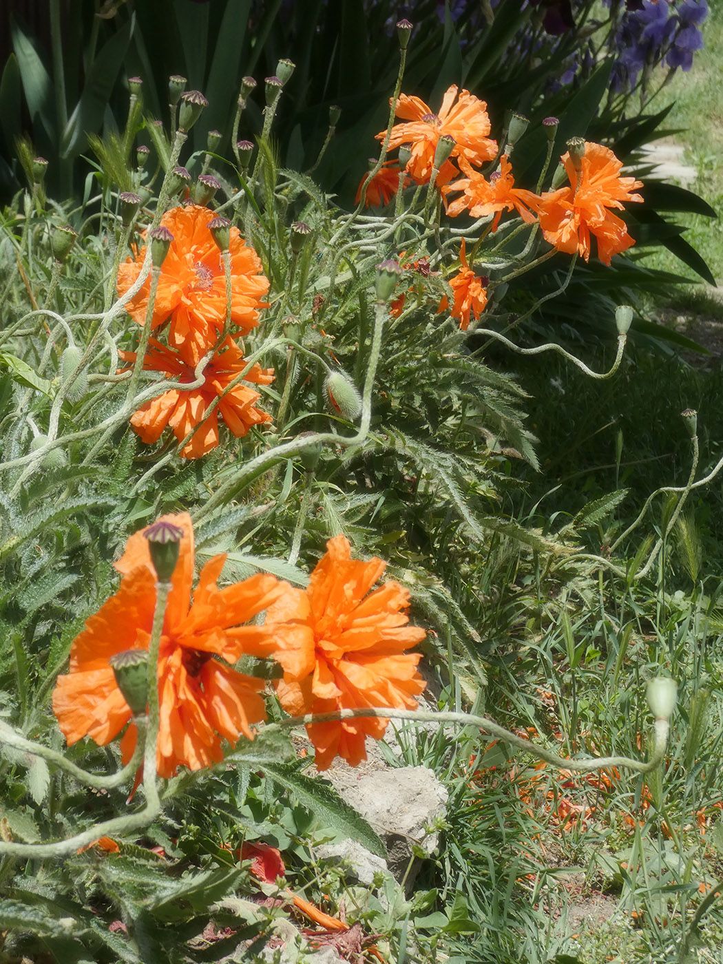 Image of genus Papaver specimen.