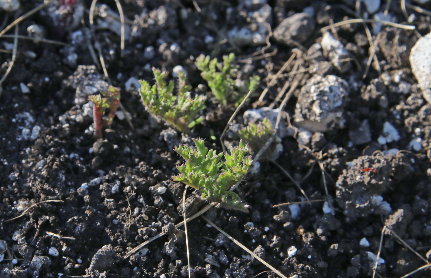 Image of Crambe tataria specimen.