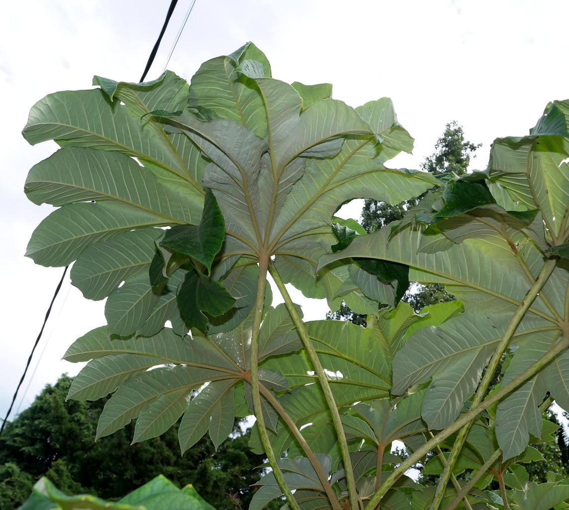 Image of Tetrapanax papyrifer specimen.