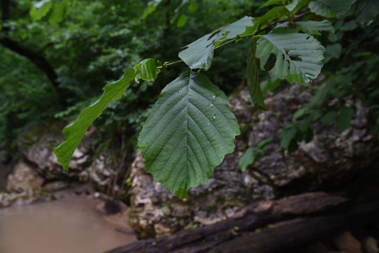 Image of Alnus barbata specimen.