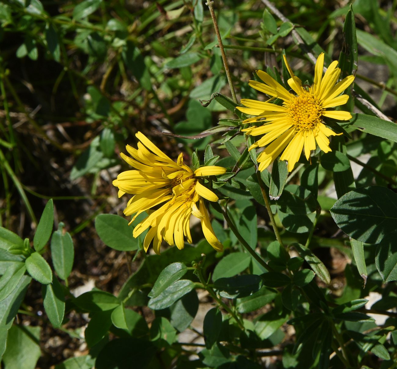 Изображение особи Inula ensifolia.