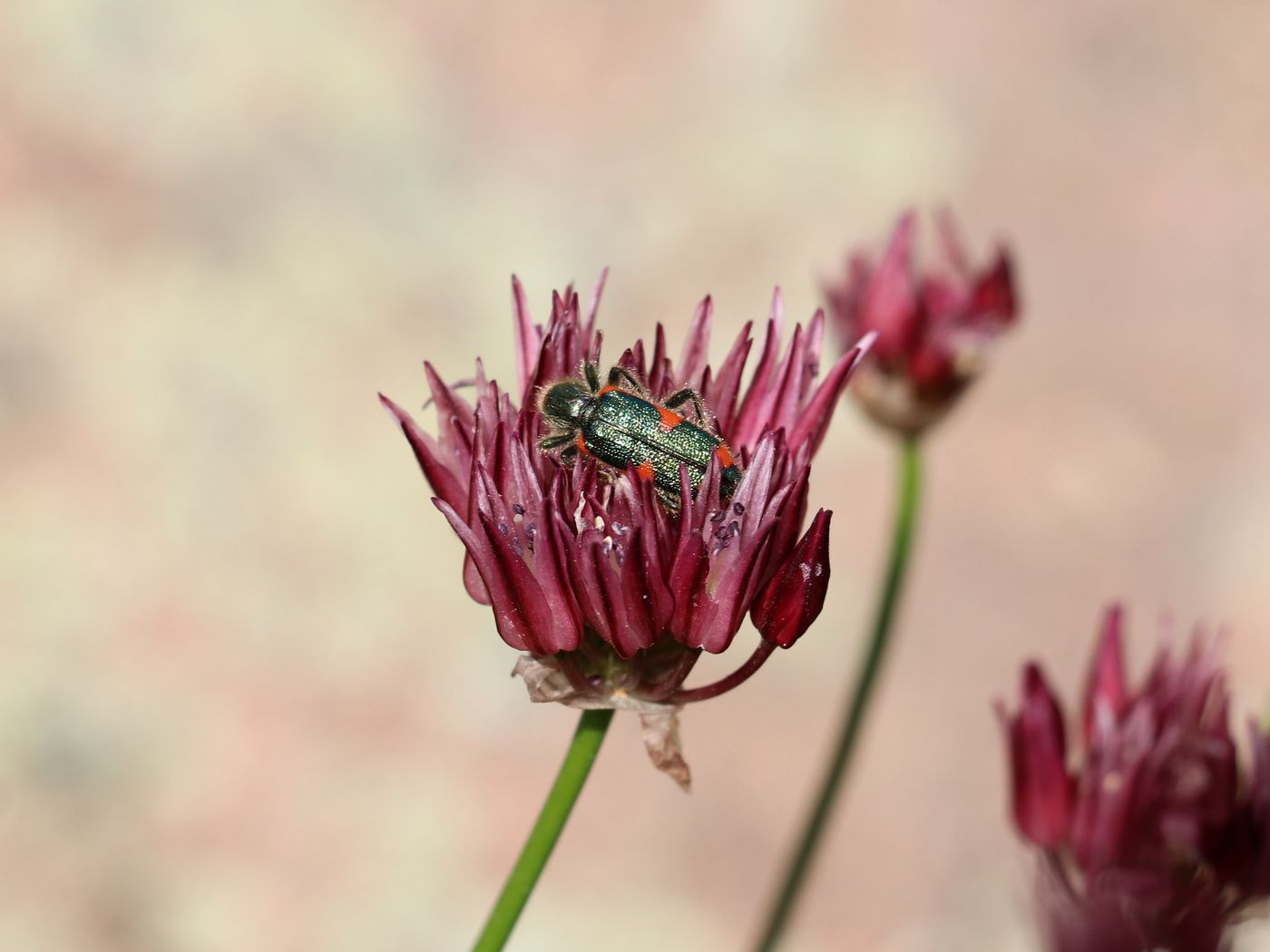 Image of Allium inconspicuum specimen.