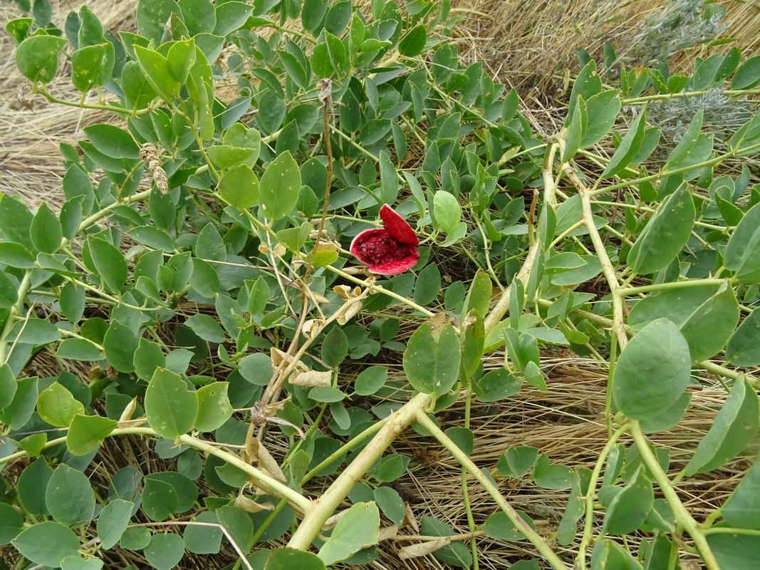 Изображение особи Capparis herbacea.