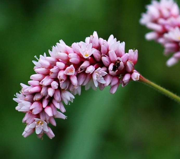 Изображение особи Persicaria orientalis.