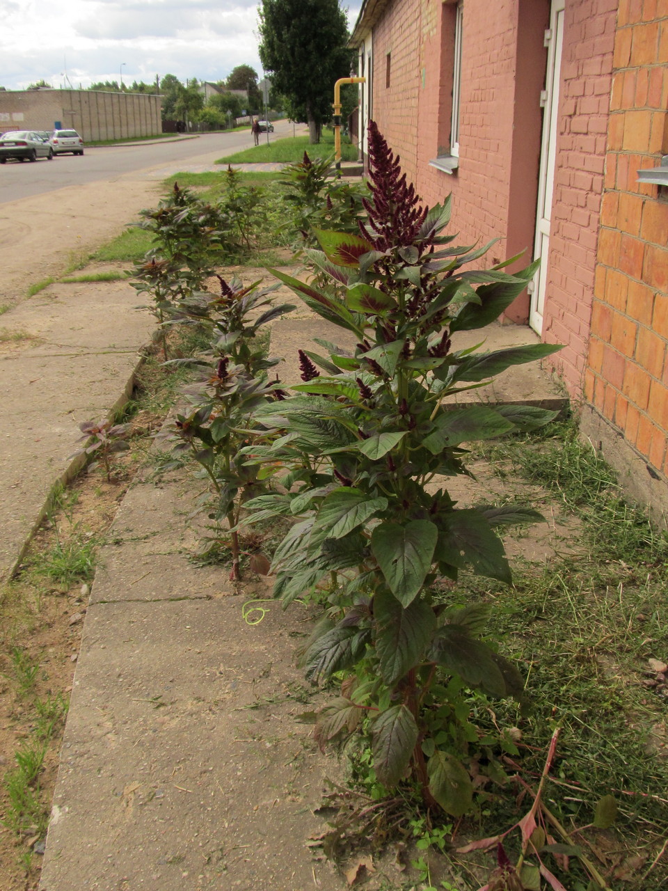 Изображение особи Amaranthus cruentus.