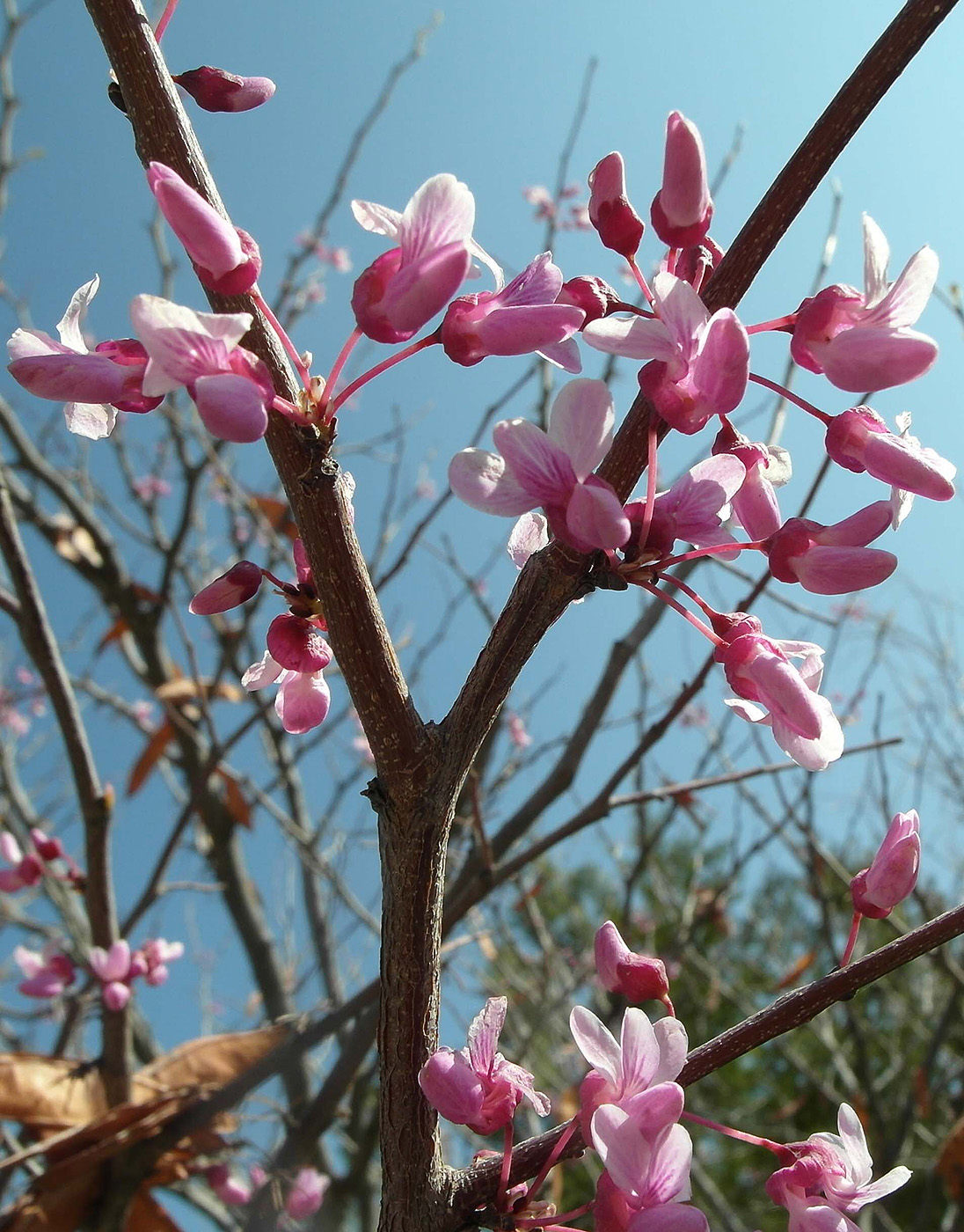 Image of Cercis canadensis specimen.