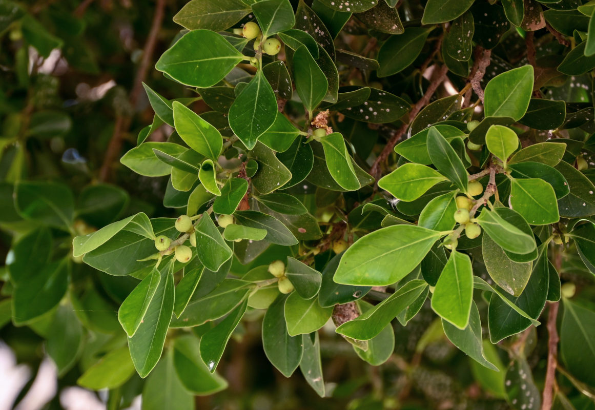 Image of Ficus microcarpa specimen.