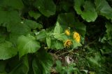 Telekia speciosa. Верхушка цветущего растения. Кабардино-Балкария, Эльбрусский р-н, Тызыльское ущелье, обочина дороги. 25 июля 2022 г.