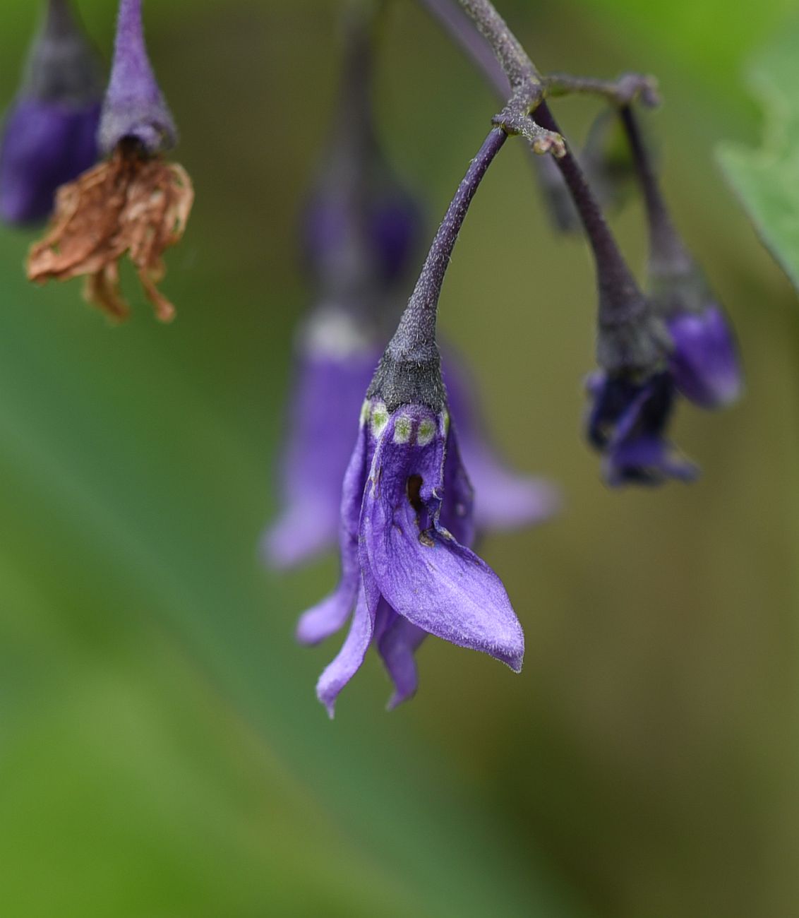 Image of Solanum kitagawae specimen.