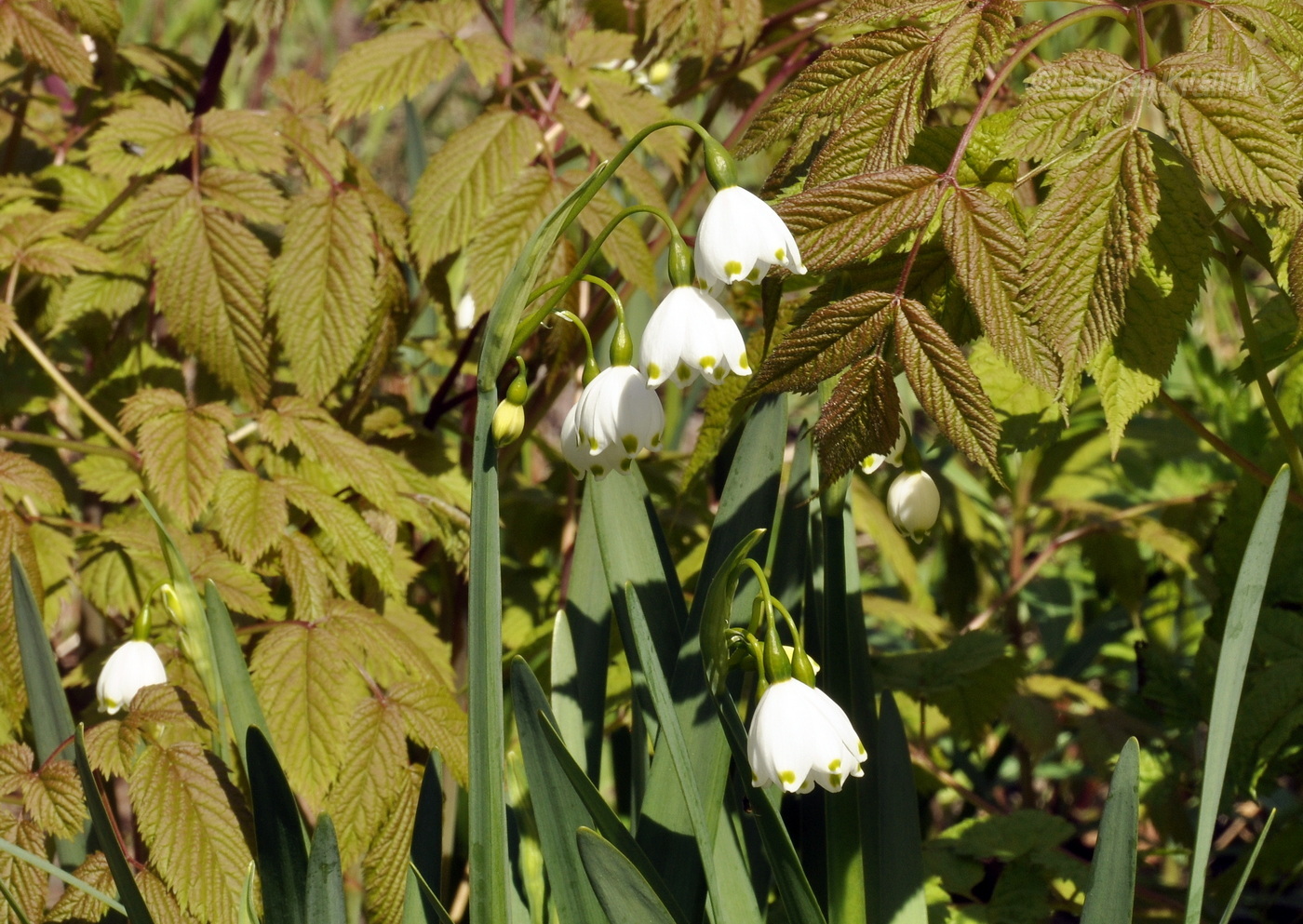 Image of Leucojum aestivum specimen.