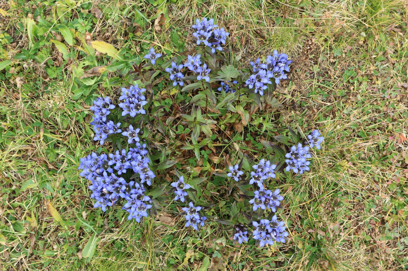 Изображение особи Gentiana septemfida.