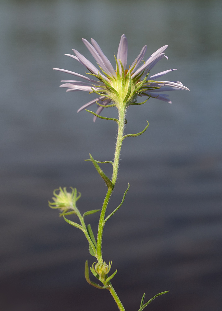 Image of Heteropappus biennis specimen.