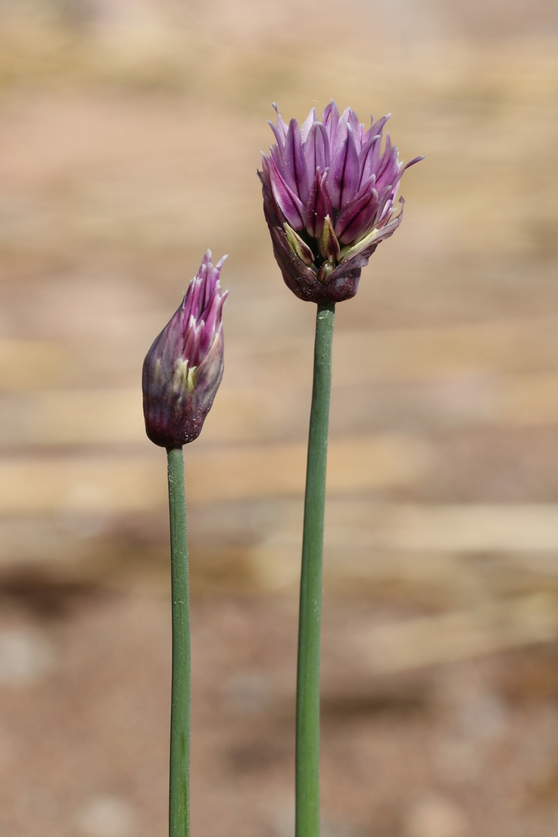 Image of Allium schoenoprasum specimen.