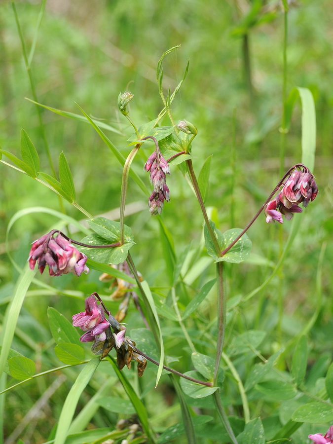 Image of Lathyrus pisiformis specimen.