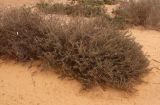Смотреть изображение Astragalus spinosus